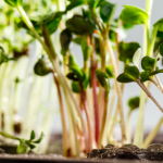The Mighty Microgreens: Top Benefits of These Tiny Powerhouses